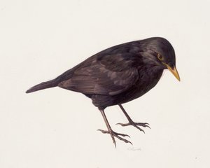 Study of a blackbird