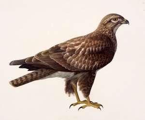 Study of a buzzard
