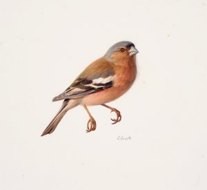 Study of a Chaffinch