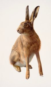Study of a Common Hare by Raymond Booth