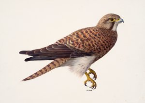 Study of a female kestrel by Raymond Booth