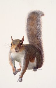 Study of a grey squirrel
