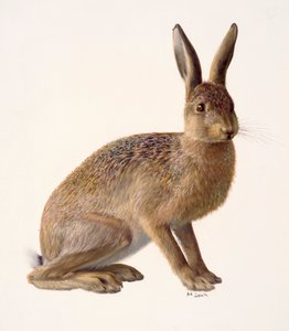 Study of a Hare by Raymond Booth
