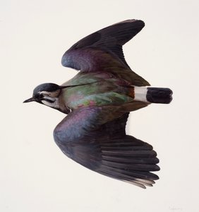 Study of a lapwing by Raymond Booth
