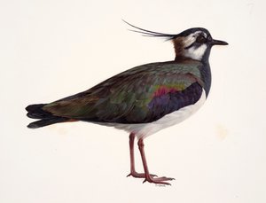 Study of a lapwing