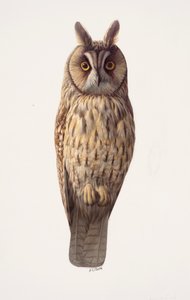 Study of a long-eared owl by Raymond Booth