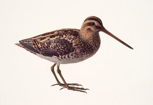Study of a snipe