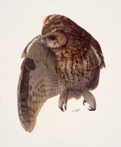 Study of a tawny owl