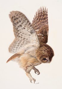 Study of a tawny owl by Raymond Booth