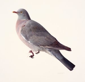 Study of a Wood Pigeon by Raymond Booth