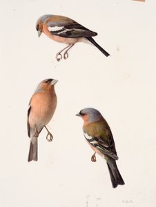 Three studies of a chaffinch