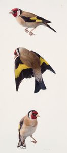 Three studies of a goldfinch