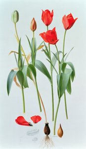 Tulipa Amabilis by Raymond Booth