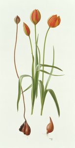 Tulipa Whittallii