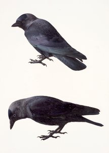 Two studies of a jackdaw