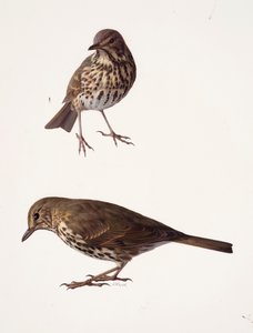 Two studies of a mistle thrush by Raymond Booth