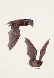 Two Studies of a Pipistrelle Bat