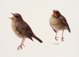 Two Studies of a Young Robin by Raymond Booth