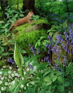 Weasel with Spring Flowers