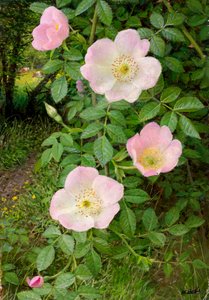 Wild roses