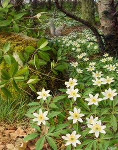 Wood anemones, late April