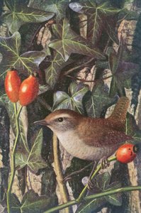 Wren in a Setting of Rosehip and Ivy by Raymond Booth