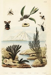 Algae, Bee, Wasp and Froghopper, 1834-1839 (engraving)