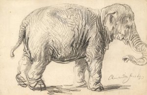 An Elephant