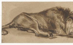 Study of a Lion Asleep by Rembrandt van Rijn (copy after)