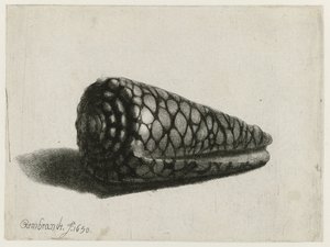 The Shell (Conus marmoreus) by Rembrandt van Rijn