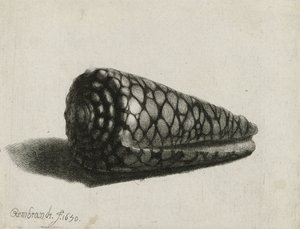 The Shell (Conus marmoreus) (1650) by Rembrandt van Rijn