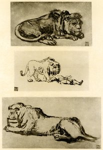 Three Lion Studies by Rembrandt van Rijn