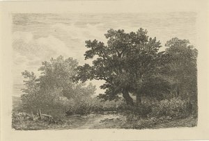 Trees by a Pond
