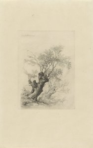 Willow Tree