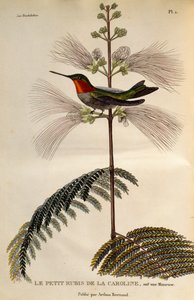 Ruby-throated Hummingbird (Archilochus colubris), engraving from Les trochilidees ou les colibris et les oiseaux-mouches