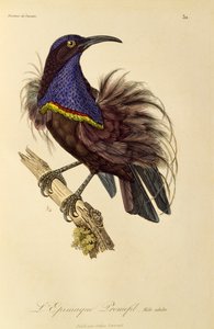 Adult male of Paradise Riflebird (Ptiloris paradiseus) by René Primevère Lesson