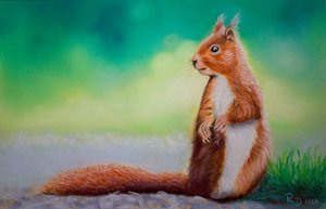 Squirrel