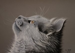 Cat Moment