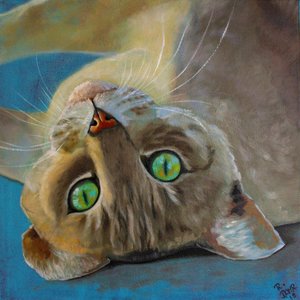 Cat Happiness