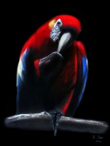 Parrot by Renate Dohr
