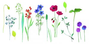 Colorful Watercolor Blooms by Renate Holzner