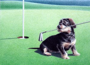 Dachshund