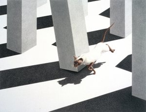 Running by Rene Boin