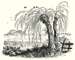 Hans Christian Andersen: The Buckwheat by Rex (after) Whistler