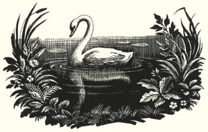 The Ugly Duckling