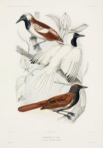 Antbirds