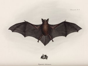 Bat, South America