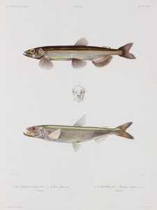 Capelin and smelt, Iceland, early 19th century by John Pardon