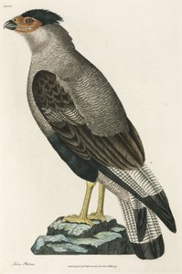 Crested Caracara by John Pardon