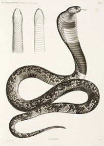Egyptian Cobra